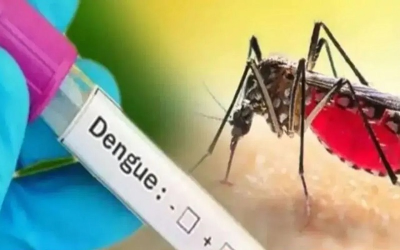 -dengue1.jpg