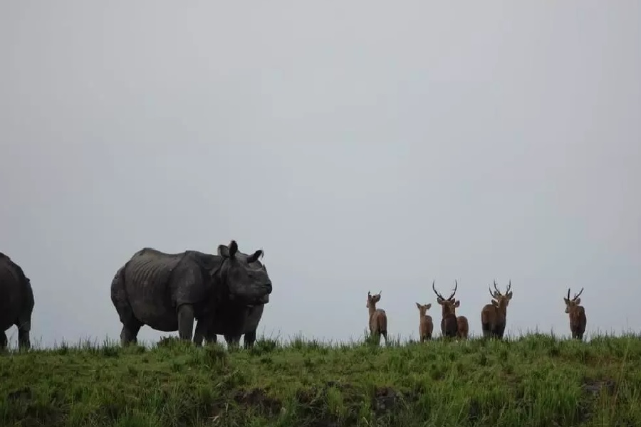 ASSAM0026.jpg