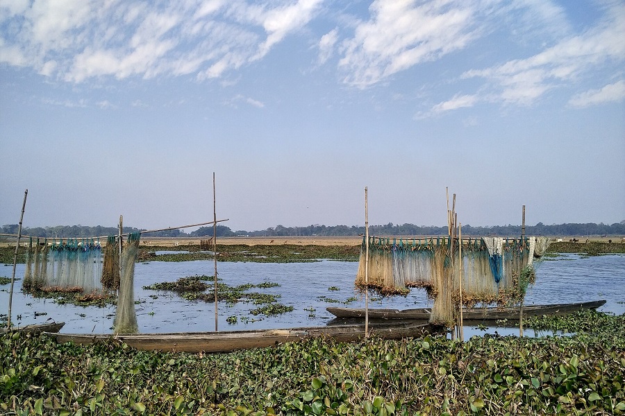 ASSAMFISH.jpg