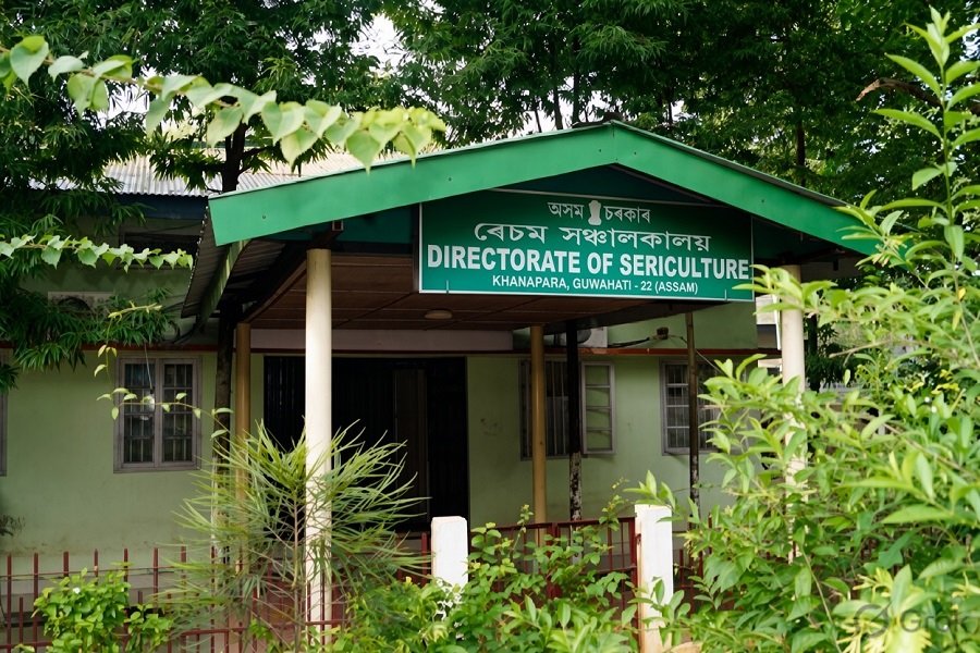 ASSAMSERICUL.jpg