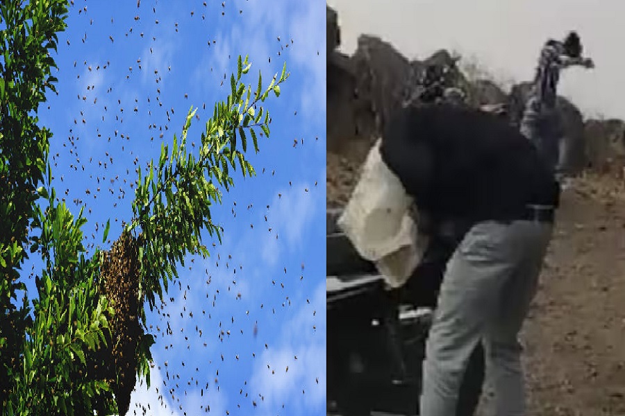 BEE.jpg