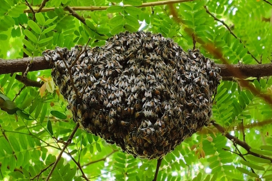 BEE007.jpg
