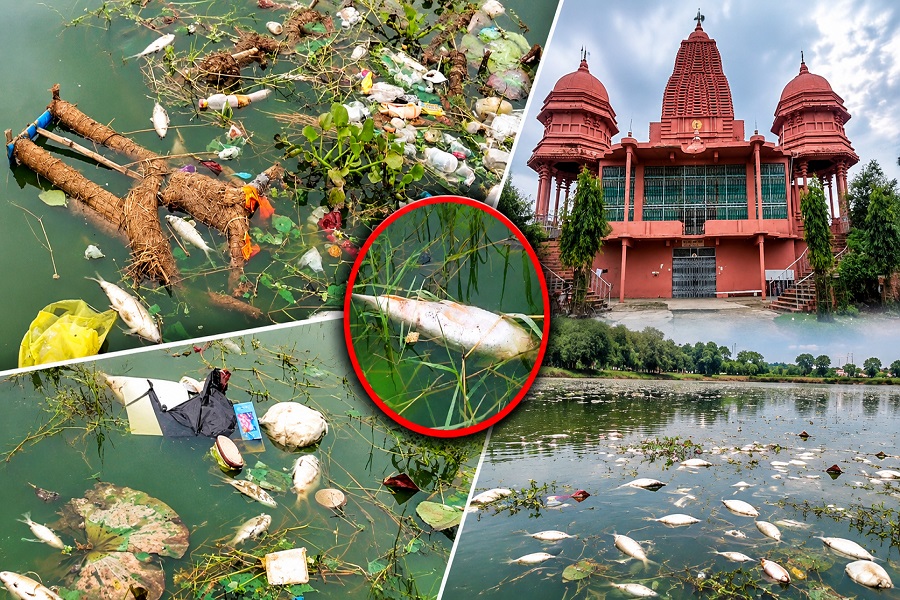 बोकारो के सूर्य सरोवर में हजारों मछलियों की मौत, जहर या प्रदूषण? तालाब के पानी पर उठे सवाल