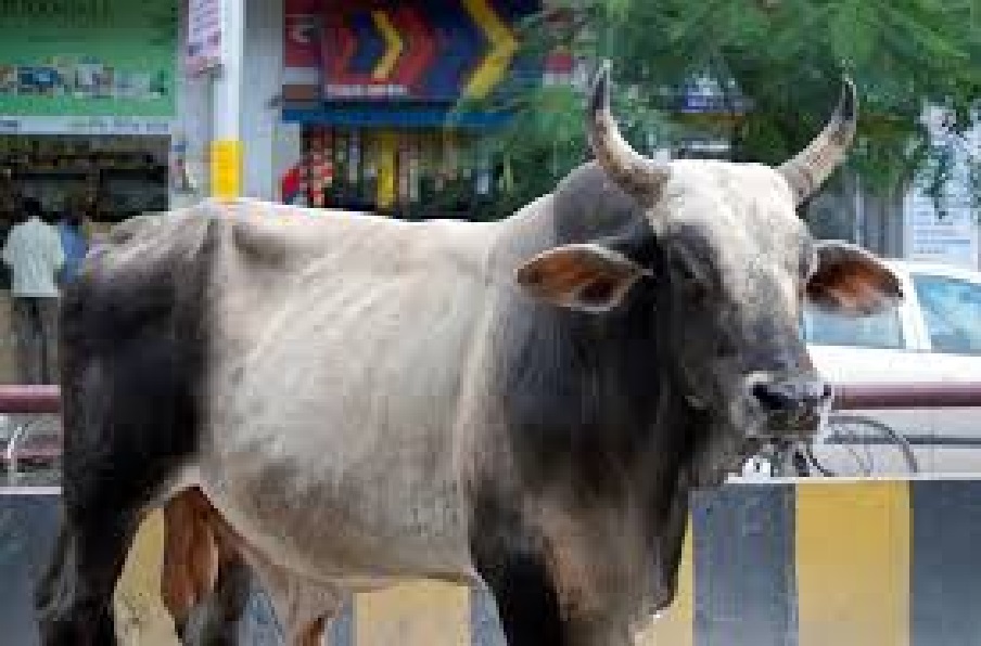 BULL.jpg
