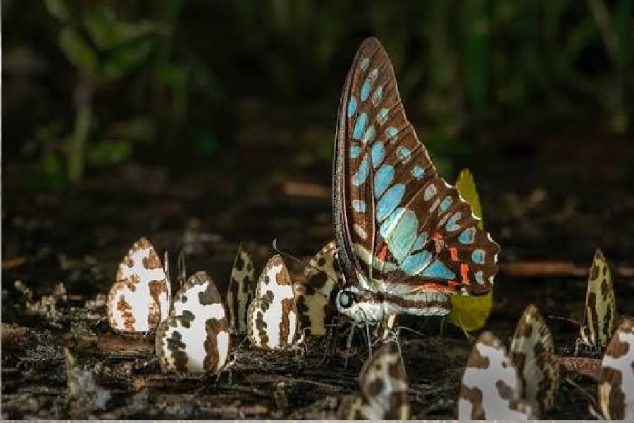BUUTERFLY.jpg