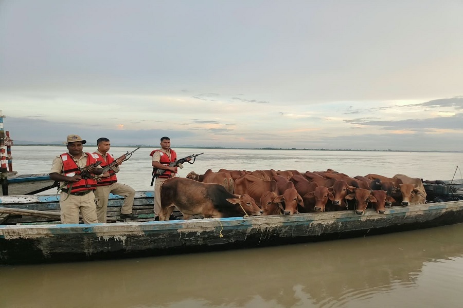 COW0025.jpg