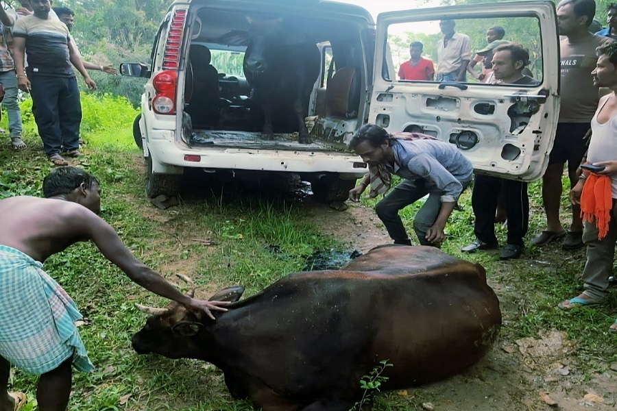 COW2.jpg
