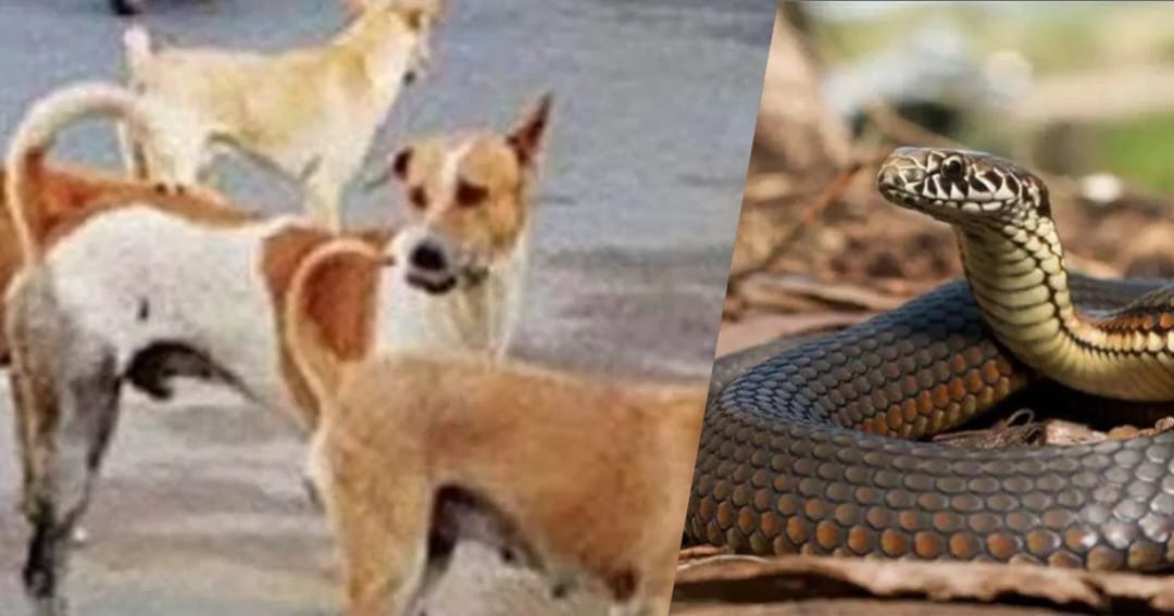 DOGSNAKE.jpg