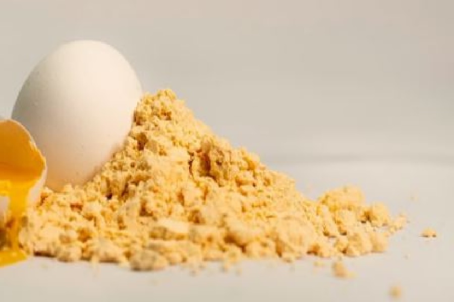 EGG21.jpg