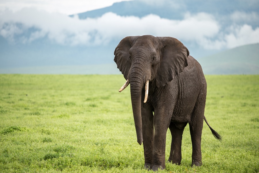 ELEPHANT15.jpg