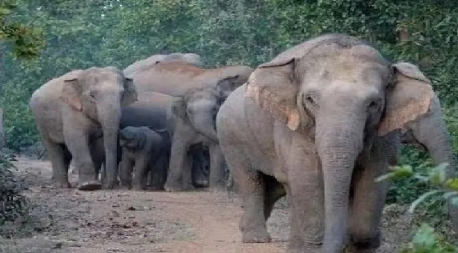 ELEPHANTS.jpg