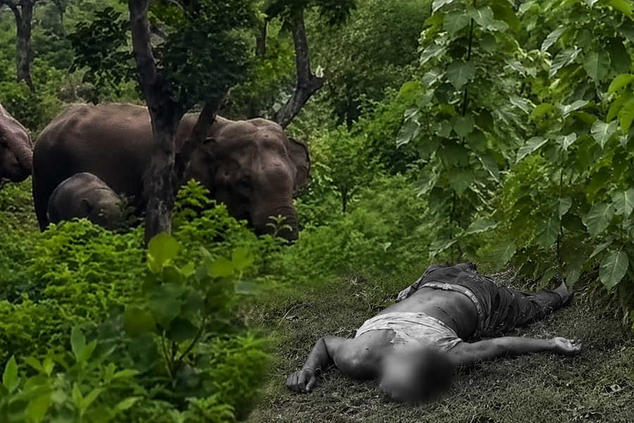 Elephant.jpg