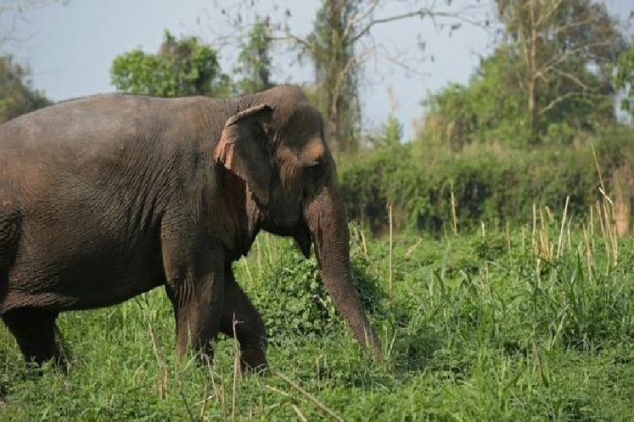 HATHI1.jpg