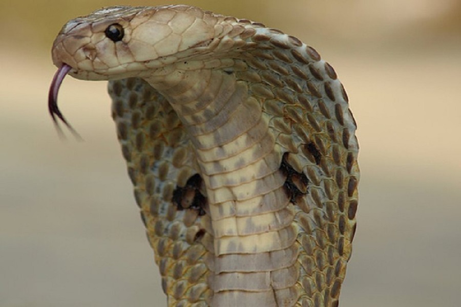 Indiancobra_2.jpg