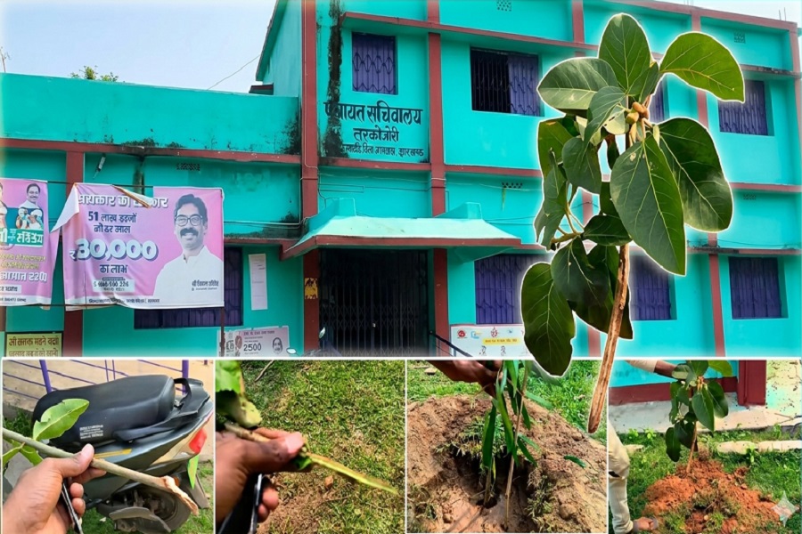 JAMTARA_IMAGE_TREE_.jpg