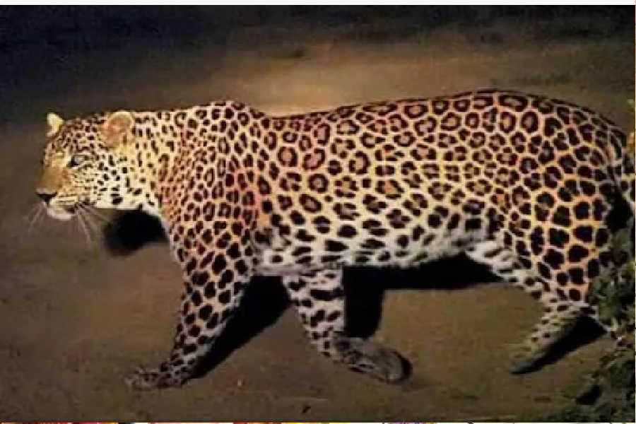 LEOPARD.jpg