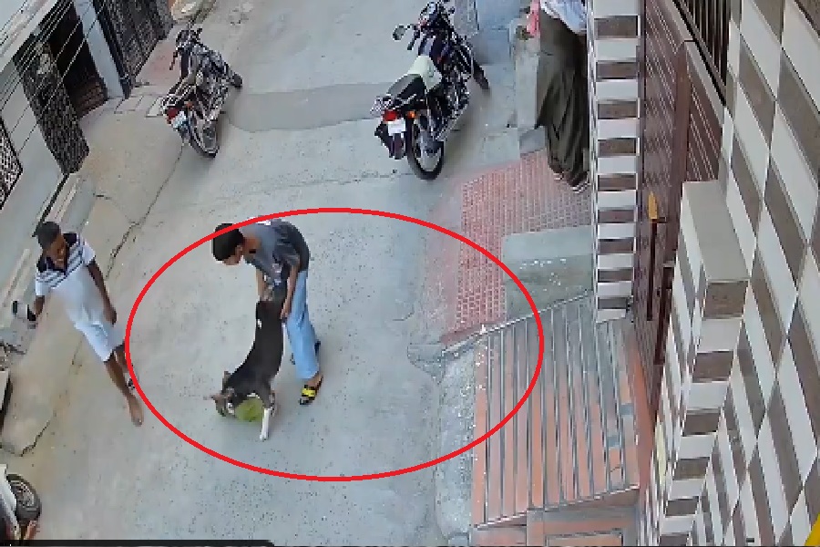 गेट खुलते ही बच्चे पर झपटा पिटबुल, 6 महीने के मासूम को नोचा; CCTV में कैद खौफनाक मंजर