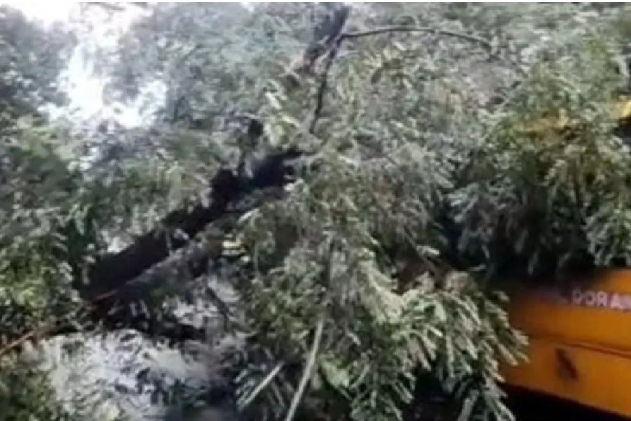 रांची में चलती स्कूल बस पर गिरा पेड़, 40 बच्चे सवार थे 