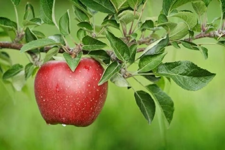 apple.jpg
