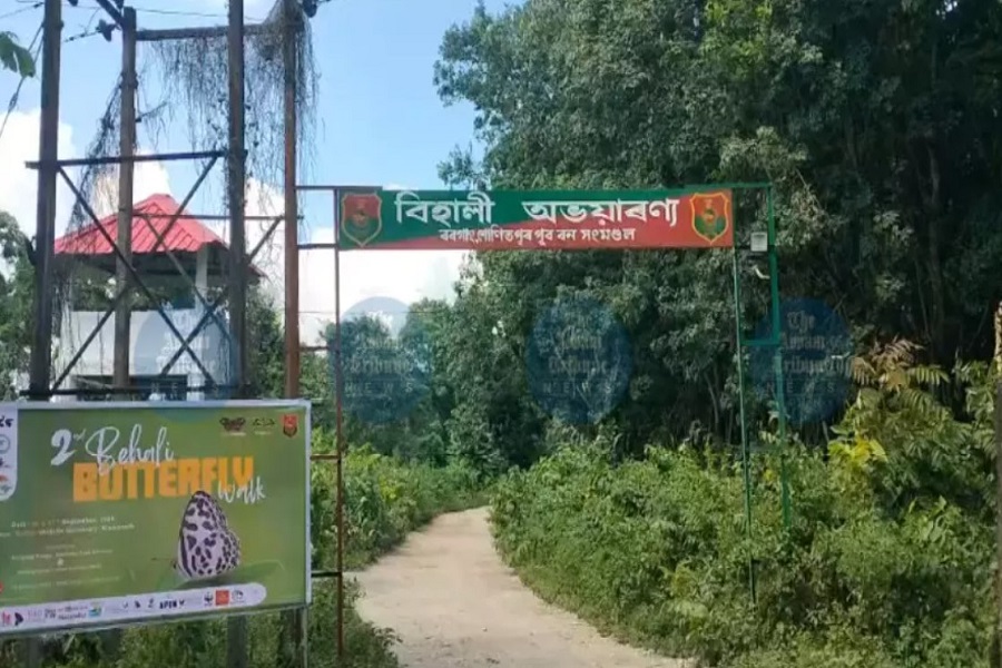 बेहाली वाइल्डलाइफ़ सैंक्चुअरी में 2 दिनों में 150 से ज्यादा तितली प्रजातियां दर्ज