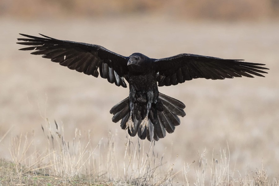 crow.jpg