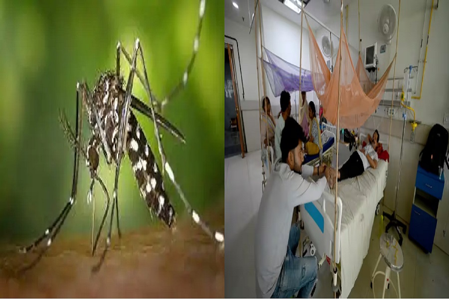 dengue2.jpg