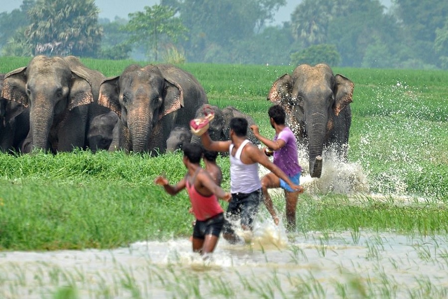 elephant21.jpg