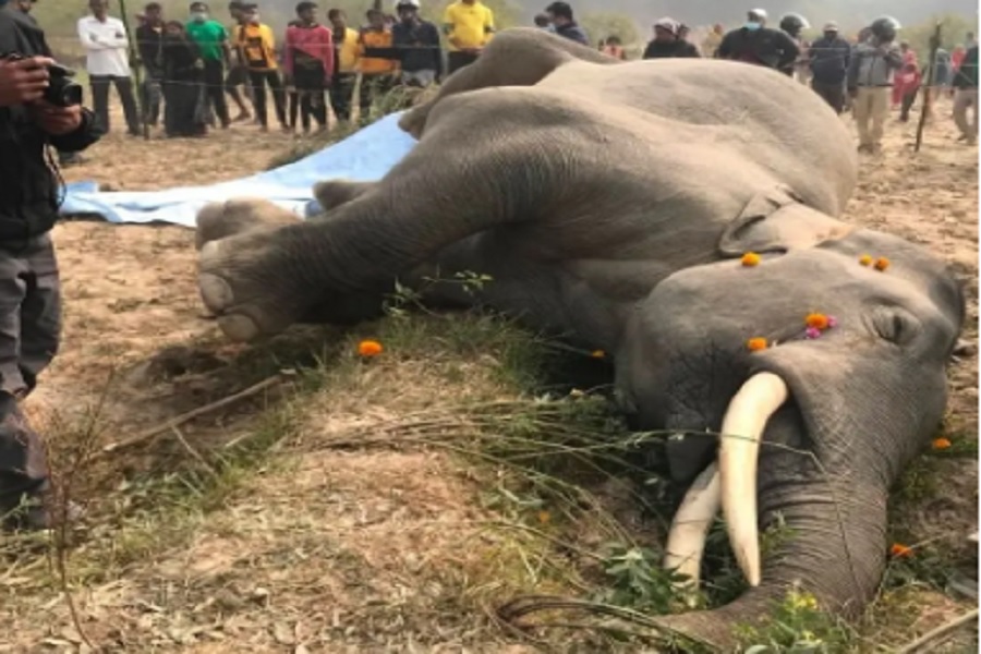 चितवन निकुंज के चर्चित हाथी रोनाल्डो की मौत, बिजली के तार की चपेट में आने से गई जान; 33 बच्चों का था पिता