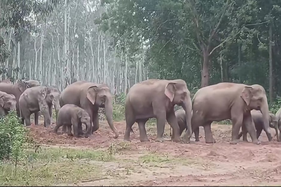 जंगली हाथी के हमले में मौत पर 10 लाख का मुआवजा, फसल-मकान के नुकसान पर भी मिलेगा पैसा  