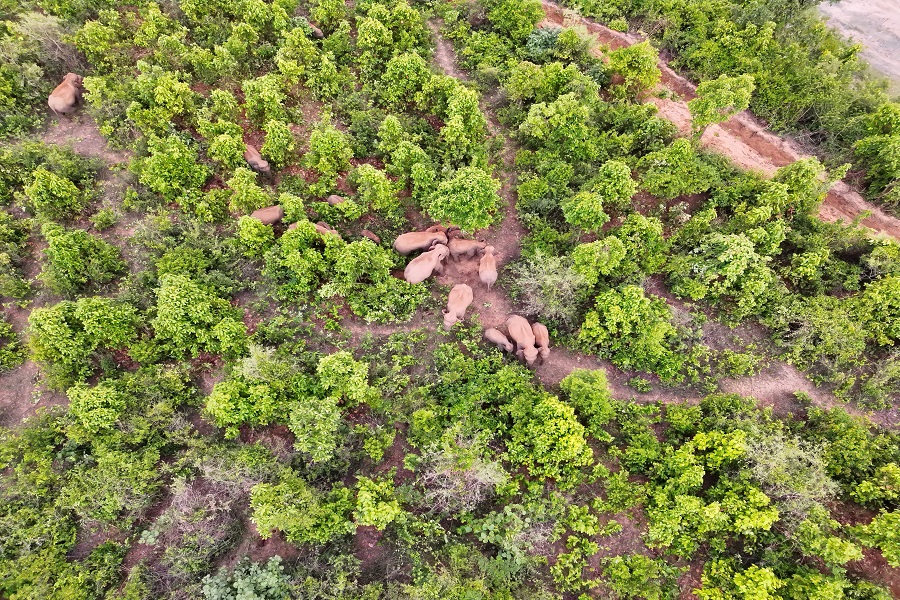 elephants.jpg