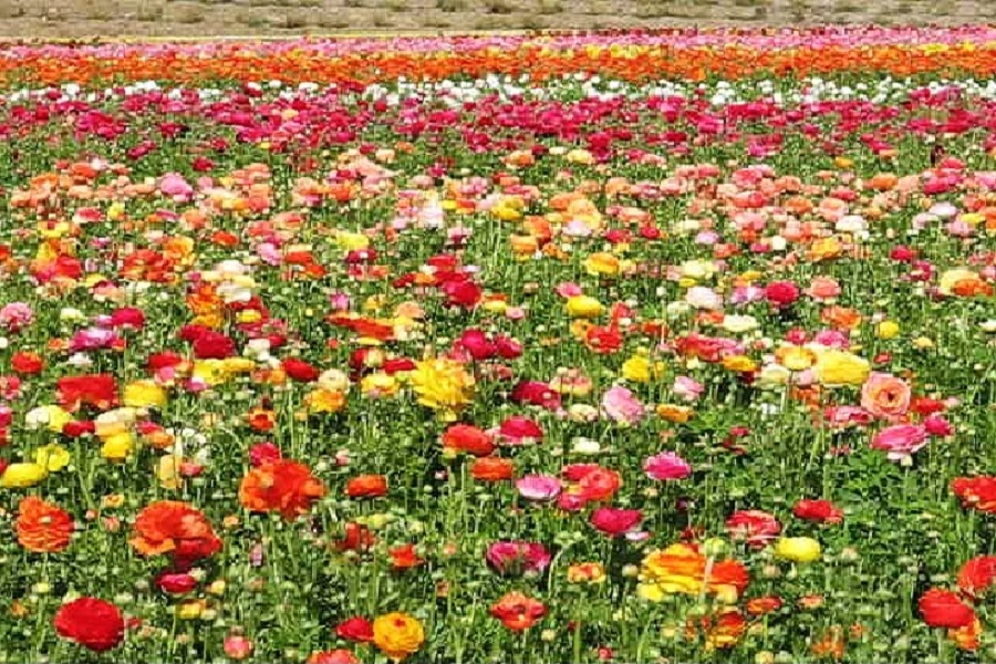 flower.jpg