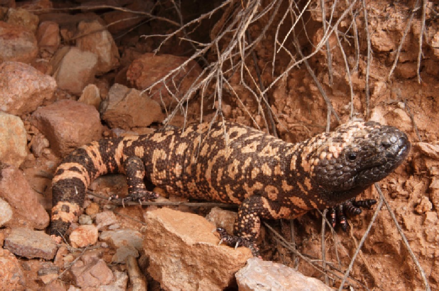 gila_monster.jpg