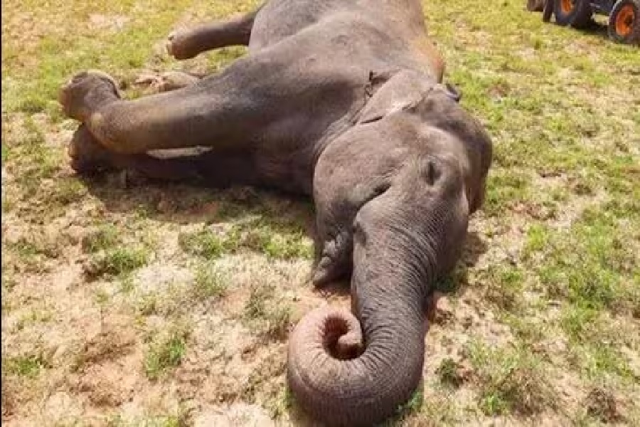 image of करंट लगने से 5 हाथियों की मौत
