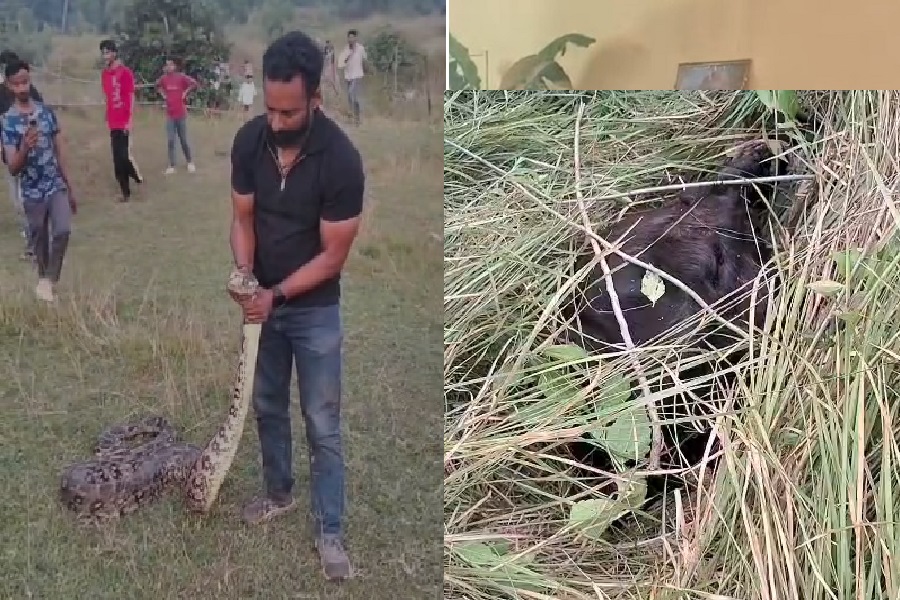हजारीबाग में विशालकाय अजगर ने 30 किलो की बकरी को बनाया शिकार, घंटों की मशक्कत के बाद रेस्क्यू