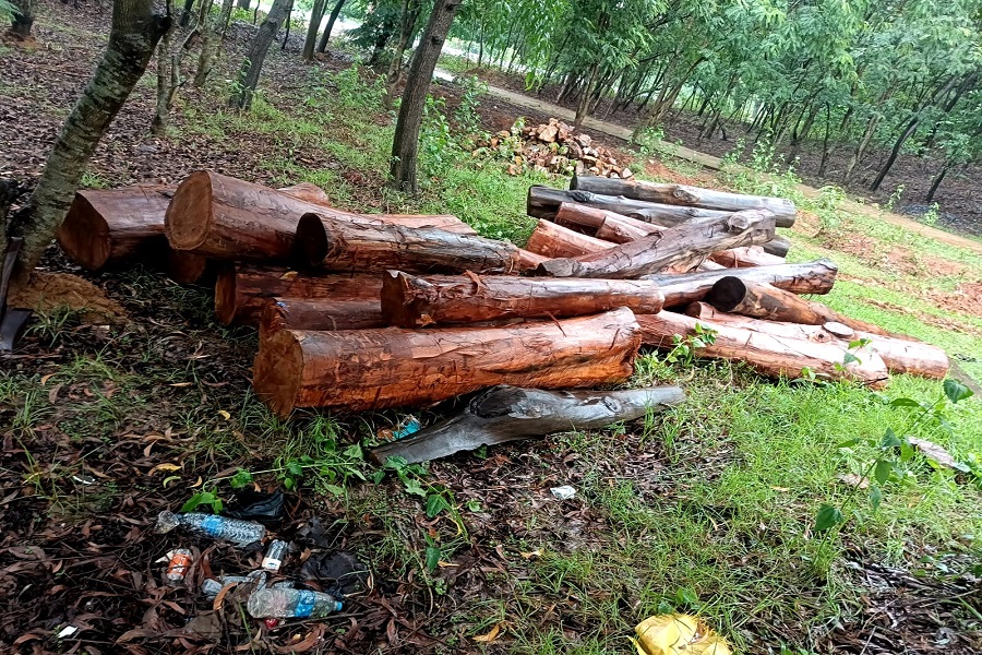 jam_forest.jpg