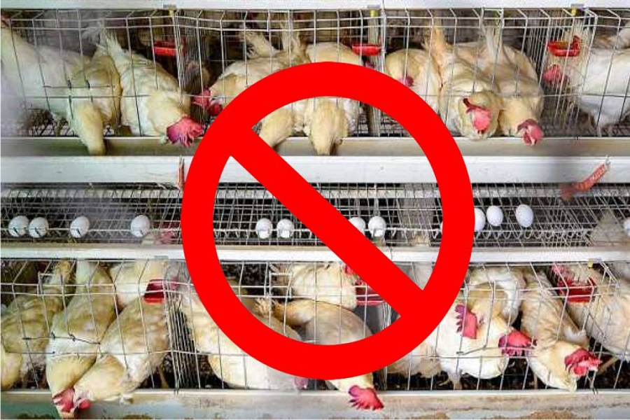 no_meat.jpg