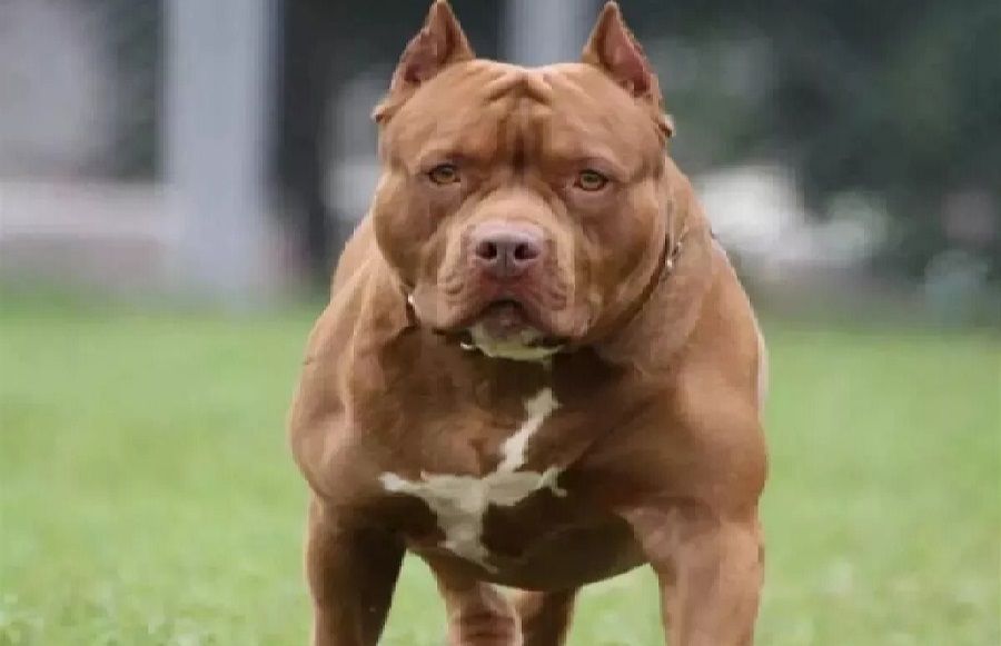 pitbull1.jpg