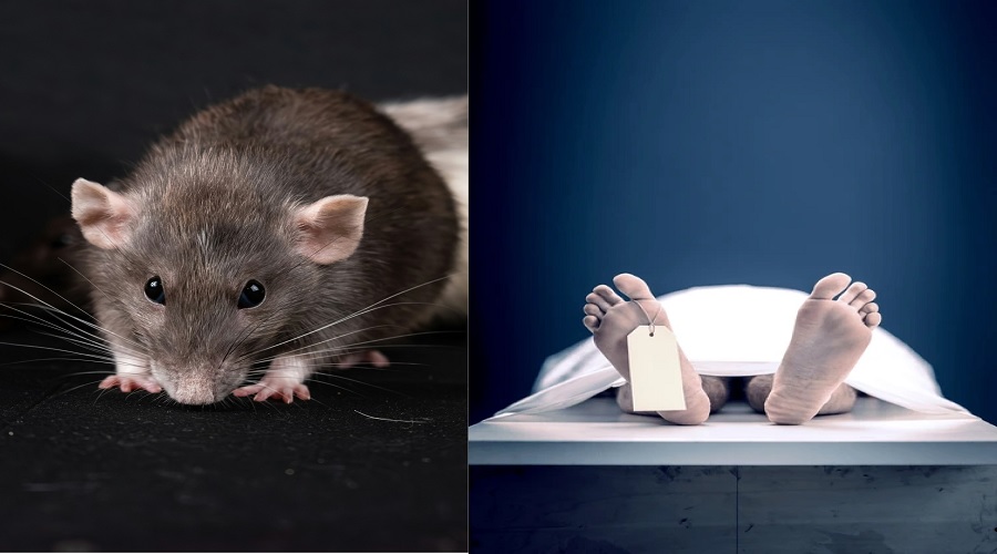 rat_.jpg