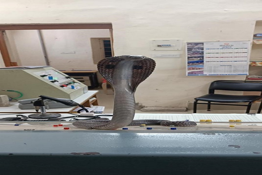 ऑफिस में काम कर रहे थे कर्मचारी कि तभी निकला कोबरा सांप, देखकर लोगों के सूखे हलक