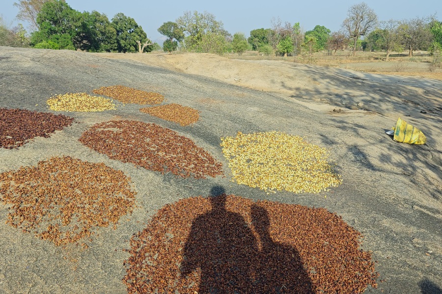 simdega_uncertain_rain_crops.jpg