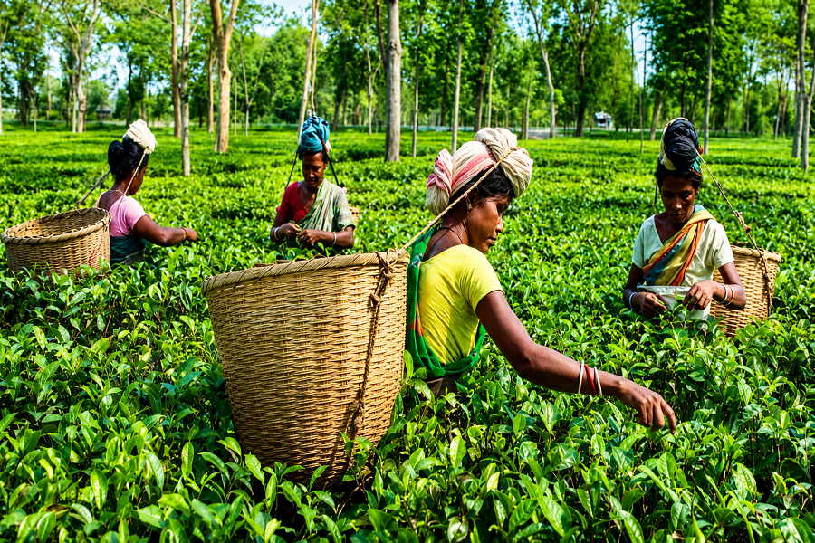 teaassam.png