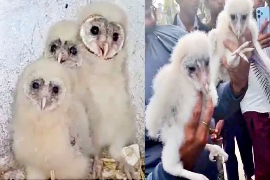 ullu.jpg