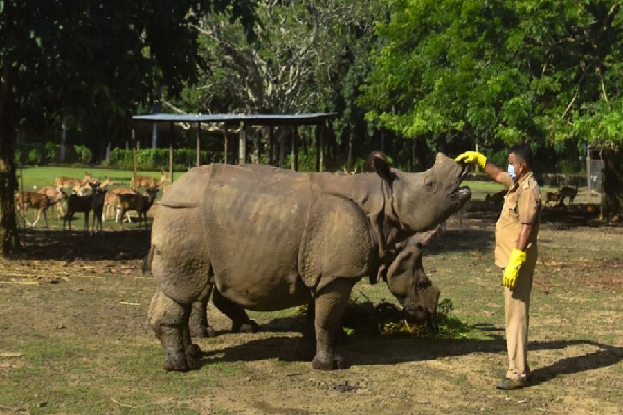 zooassam.jpg