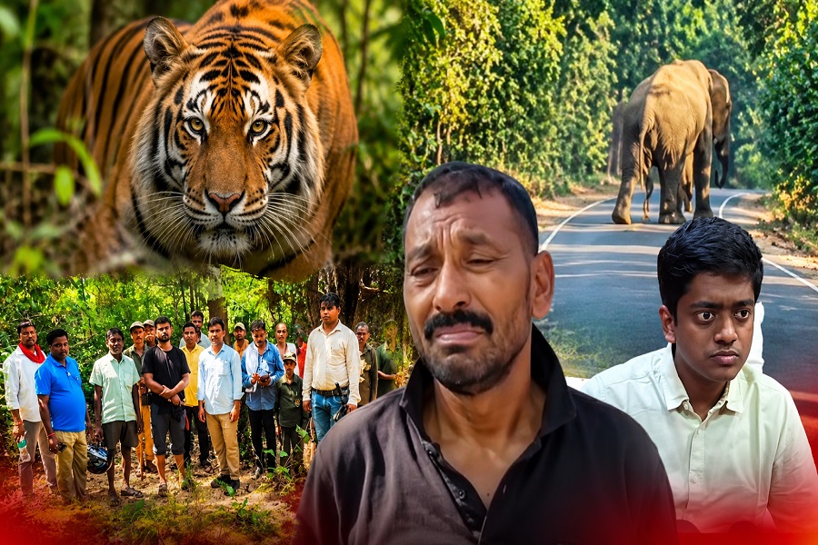 गढ़वा में बाघ और हाथियों का आतंक, 4 दिनों में 2 लोगों की मौत; आधा दर्जन पशुओं का शिकार