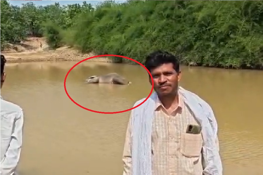 तदतो.jpg