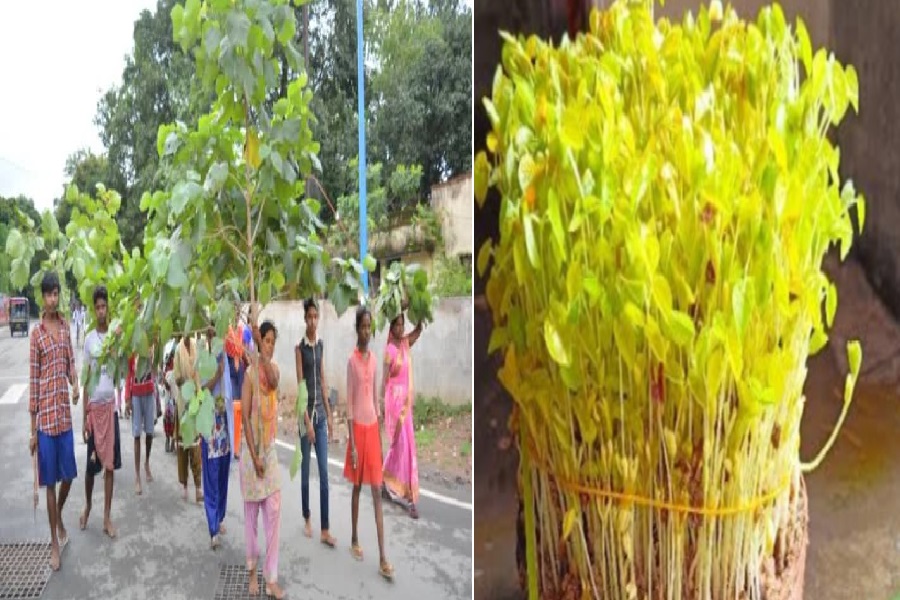 जावा की हरियाली, करम डाली और मांदर की थाप... प्रकृति, रिश्तों और सामुदायिक जीवन का लोकपर्व है करमा