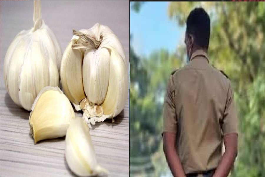 लहसुन.jpg