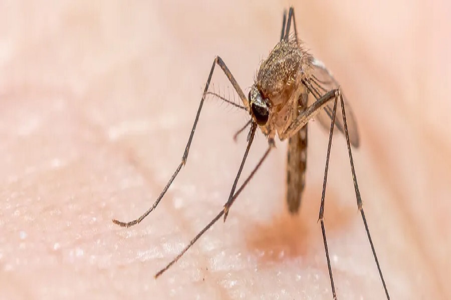 image of गोड्डा में मलेरिया का प्रकोप, 4 लोगों की मौत